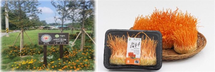 베트남과 글로벌 무대에서 빛나는 씨엔지 동충하초의 힘