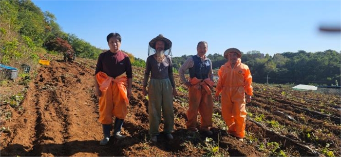 교동통장협의회, 농촌 일손 돕기 봉사