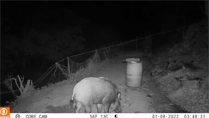 옹진군, 「멧돼지 등 포획을 위한 유해야생동물 피해방지단」파견